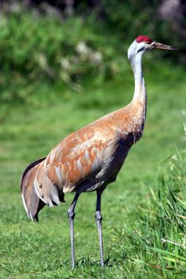 crane 3.jpg