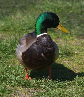 Wet Mallard.jpg