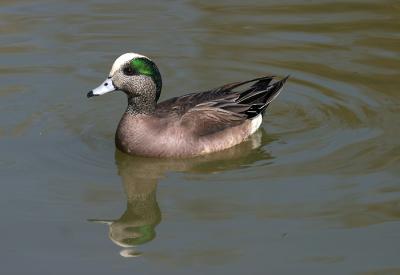 widgeon.jpg