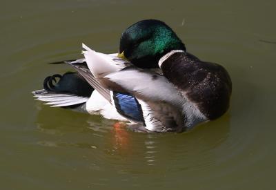 Mallard Grooming.jpg