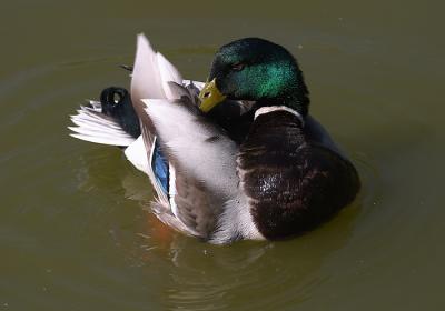 Mallard Grooming 2.jpg