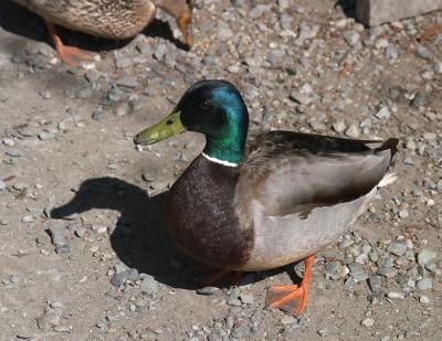 Fat Mallard.jpg