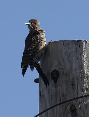 09-09-2004Northern Flicker