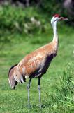 crane 3.jpg