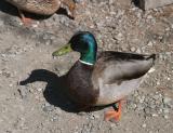 Fat Mallard.jpg