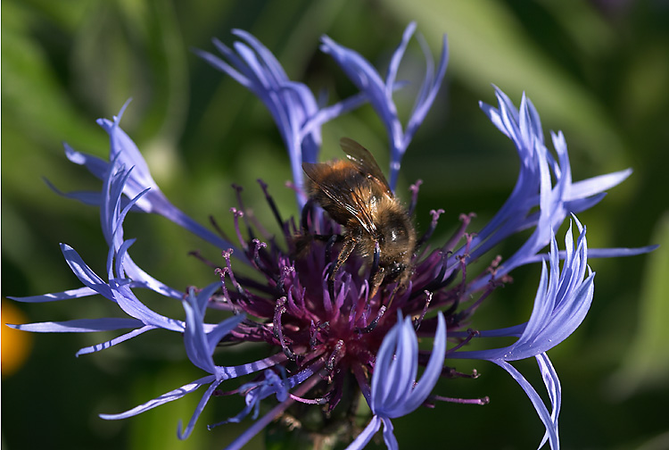 Bee.jpg