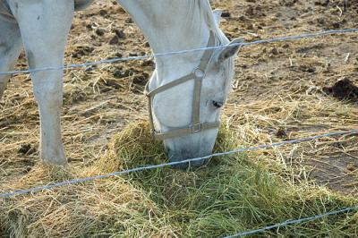 1121_horse.jpg
