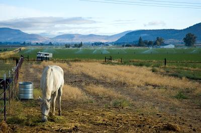 1122_horse_2nd.jpg