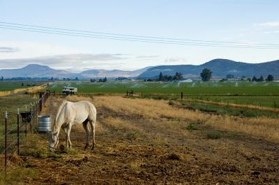 1123_horse.jpg