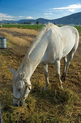 1124_horse.jpg