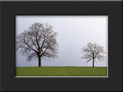 Two Trees