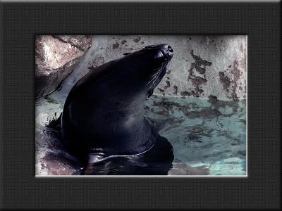 u43/purzelbaum/medium/28162863.sealion.jpg