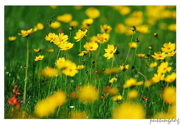 Spring Liveliness