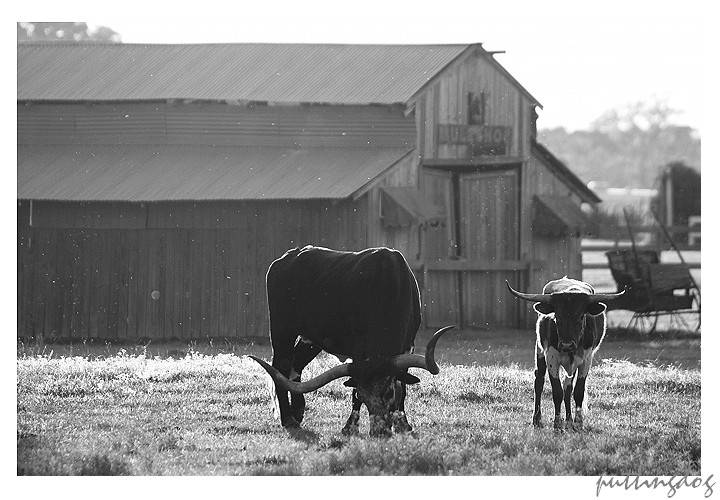 Texas Longhorns...