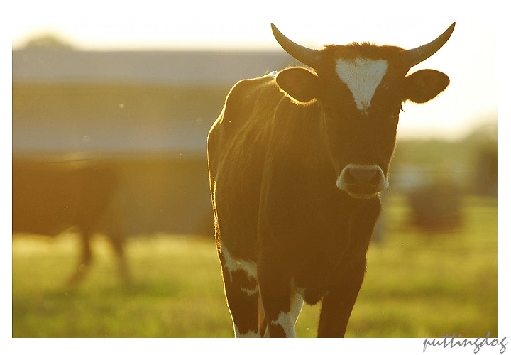 Holy Cow!