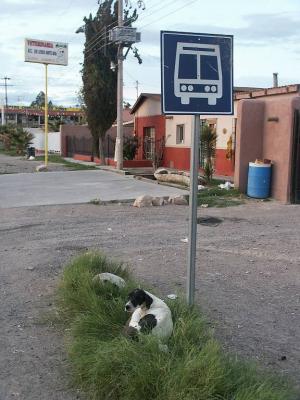 2240 Dogs Waiting for Bus.jpg