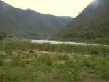 2437 Horse grazing by river.jpg