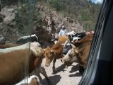 2482 Cattle drive.jpg