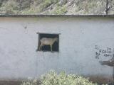 2702 Goat in abondoned store window.jpg