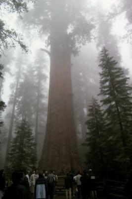 Sequoia boom
