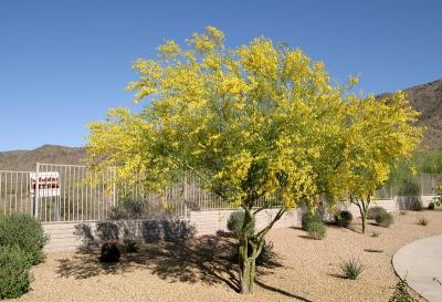 Flowering Palo Verde