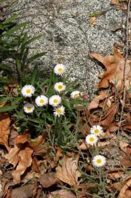 Granite & Wild Flowers