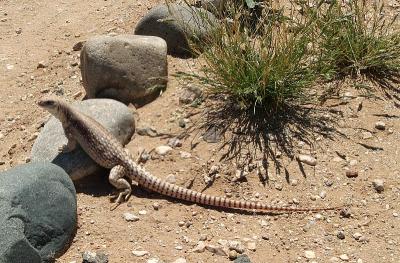 Ring-Tailed Lizard
