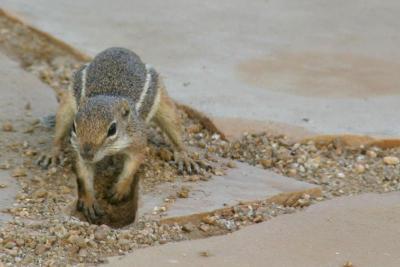 Desert Chipmonk