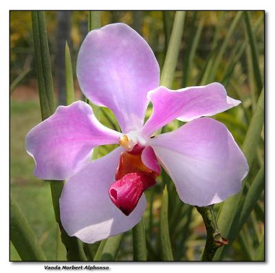 Orchid 30. Vanda 'Norbert Alphonso'