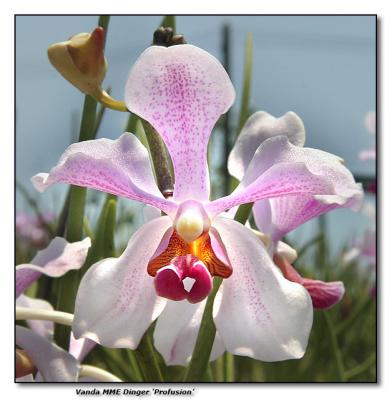 Orchid 31. Vanda MME Dinger 'Profusion'