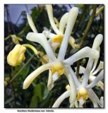 Orchid  11. Arachnis Hookeriana Luteola