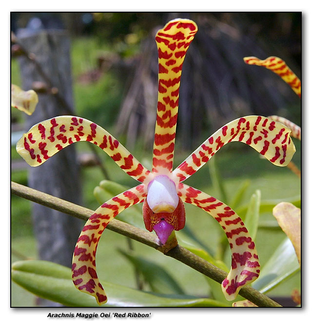 Orchid 13.  Arachnis Maggie Oei Red Ribbon