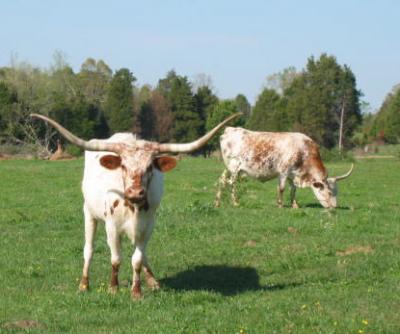 cow with big horns (Texas Longhorns)