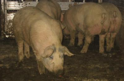 hogs on trailer to take to market