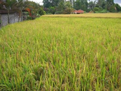 Ubud, rice field beside Artini 2 Cottages