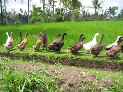 Ducks alone walk in rice field