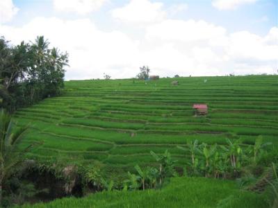 rice fields in Bali, Indonesia