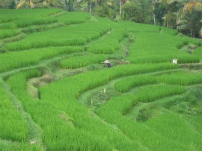 rice fields in Bali, Indonesia