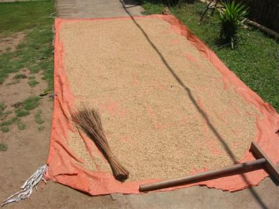 rice drying out