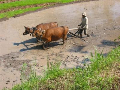 cows pulling a log to flatten out the rice paddies