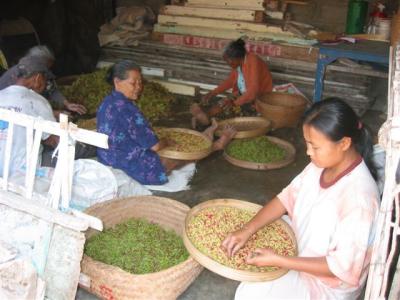 local women sorting cloves
