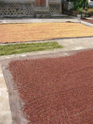 cloves drying in the sun