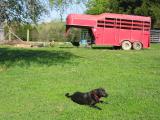 my dog laying in the back yard with horse trailer up near fence