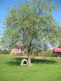 old apple tree with dog house under it, old barn in back ground that the chickens live in