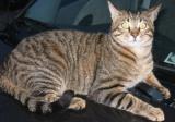 Carl the cat laying on my car, looking at me as if....what are you gonna do?