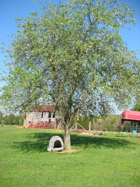 old apple tree with dog house under it, old barn in back ground that the chickens live in