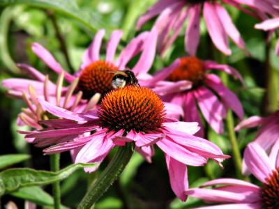 Humla p rd Rudbeckia