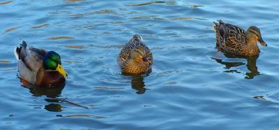 Ducks in Central Park