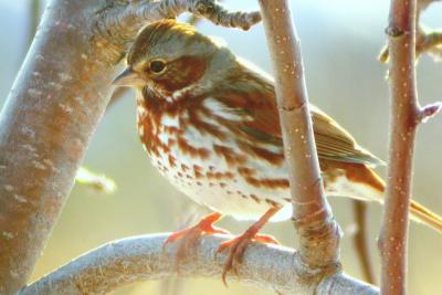 Fox Sparrow, back yard, Kentville