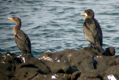 u43/rb_stern/medium/34341369.2CormorantsBrier.jpg